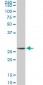 MTAP Antibody (monoclonal) (M01)