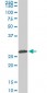 MTAP Antibody (monoclonal) (M01)