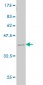 MTHFS Antibody (monoclonal) (M01)