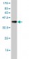 MUC1 Antibody (monoclonal) (M01)