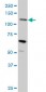 MUC4 Antibody (monoclonal) (M07)