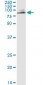 MUTYH Antibody (monoclonal) (M01)