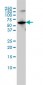 MUTYH Antibody (monoclonal) (M01)