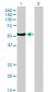 MUTYH Antibody (monoclonal) (M01)