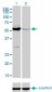 MUTYH Antibody (monoclonal) (M01)