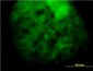 MVD Antibody (monoclonal) (M01)