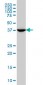 MVD Antibody (monoclonal) (M01)