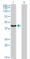 MVD Antibody (monoclonal) (M01)