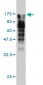 MVP Antibody (monoclonal) (M01)