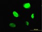 MYBL2 Antibody (monoclonal) (M02)