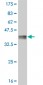 MYBL2 Antibody (monoclonal) (M02)