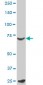 MYBL2 Antibody (monoclonal) (M02)