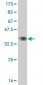 MYBL2 Antibody (monoclonal) (M03)