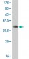 MYBL2 Antibody (monoclonal) (M03)