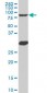 MYBL2 Antibody (monoclonal) (M03)