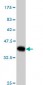 MYBPC1 Antibody (monoclonal) (M01)