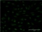 MYCBP Antibody (monoclonal) (M08)