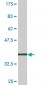 MYCBP Antibody (monoclonal) (M08)