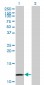 MYCBP Antibody (monoclonal) (M08)