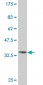 MYCBP Antibody (monoclonal) (M13)