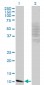 MYCBP Antibody (monoclonal) (M13)