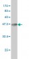 MYCN Antibody (monoclonal) (M01)