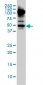 MYCN Antibody (monoclonal) (M01)