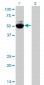 MYCN Antibody (monoclonal) (M01)