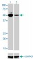 MYCN Antibody (monoclonal) (M01)