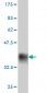 MYOC Antibody (monoclonal) (M01)