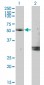 MYOC Antibody (monoclonal) (M02)