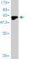 MYOG Antibody (monoclonal) (M01)