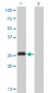 MYOG Antibody (monoclonal) (M01)