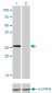 MYOG Antibody (monoclonal) (M01)