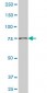 NADSYN1 Antibody (monoclonal) (M01)