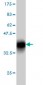 NBL1 Antibody (monoclonal) (M01)