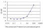 NBN Antibody (monoclonal) (M01)