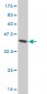NBN Antibody (monoclonal) (M01)