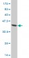 NBN Antibody (monoclonal) (M01)