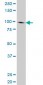 NBN Antibody (monoclonal) (M01)
