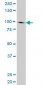 NBN Antibody (monoclonal) (M01)