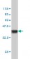 NCK1 Antibody (monoclonal) (M01)