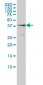 NCK1 Antibody (monoclonal) (M01)