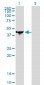 NCK1 Antibody (monoclonal) (M01)