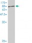 NCOA4 Antibody (monoclonal) (M01)