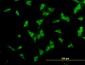 NCOA4 Antibody (monoclonal) (M04)