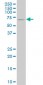 NCOA4 Antibody (monoclonal) (M04)