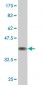 NCOA4 Antibody (monoclonal) (M05)