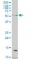 NCOA4 Antibody (monoclonal) (M05)