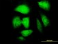 NDN Antibody (monoclonal) (M02)